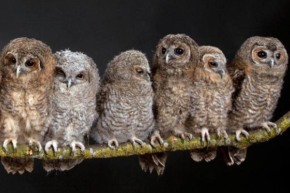 Hoe noem je een groep uilen? | De Taalfluisteraar